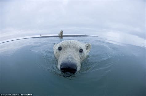 White Wolf Arctic Bears Get Up Close In Stunning Images That Show