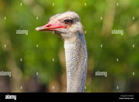 Camel Bird Stock Photo Alamy