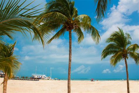 Palm Trees Near Paradise Beach Cancun Mexico Beach Tropical In