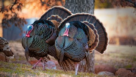 25 Things You Didn't Know About Turkeys | Mental Floss