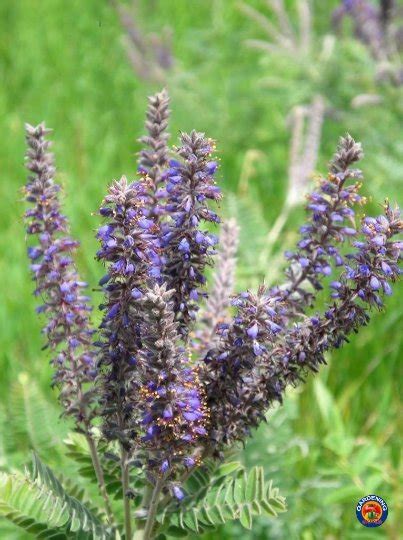 100 Purple Lead Plant Drought Tolerant Perennial Flower Seeds