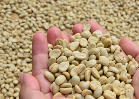 Washed Coffee Bean Natural Coffee Processing Method