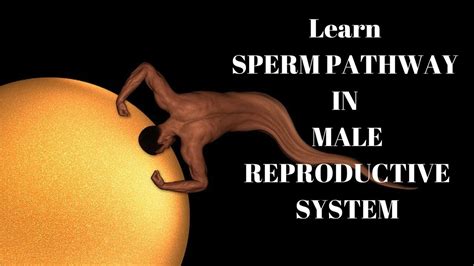 Memorize Sperm Release Pathway Trick In Male Reproductive System Youtube