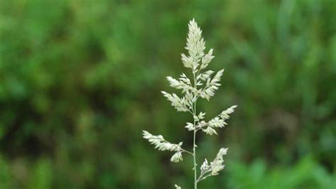 Tall Fescue Grass Seed Head Sedge Grass