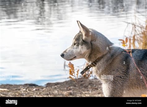 Portrait Of A Dog Breed West Siberian Laika Stock Photo Alamy