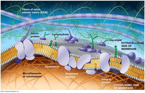 The Plasma Membrane Structure Anatomy And Physiology