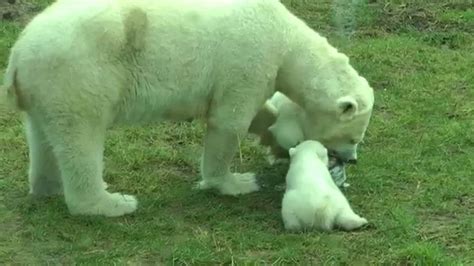 ijsbeer freedom und ihre ijsbeertjes essen eine eistorte im ouwehands dierenpark in rhenen youtube