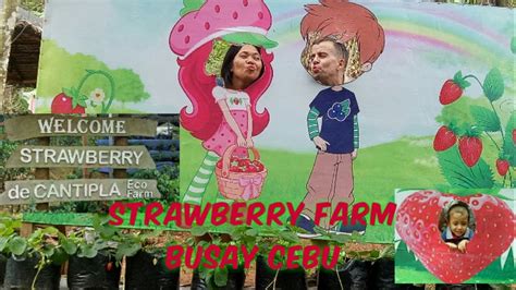 Cebu Tourist Strawberry Farm Cantipla Cebu Cebu Tourist Spot Youtube