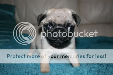 My 7 Week Old Pug Pup Pictures
