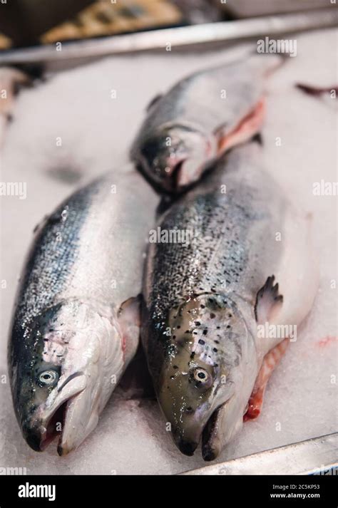Fresh Fish On Ice Stock Photo Alamy