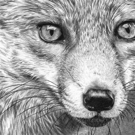 Fox Pencil Sketch At Explore Collection Of Fox