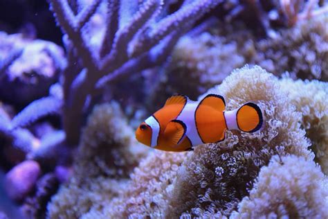 Hd Wallpaper Clown Fish Near Coral Water Sea Ocean Nature Nemo