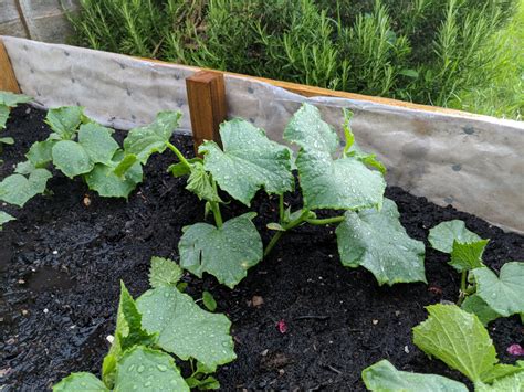General Tips For My Cucumber Growing — Bbc Gardeners World Magazine
