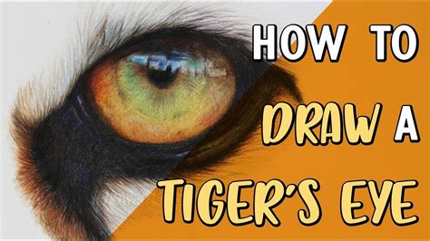 How To Draw A Tigers Eye Coloured Pencil Drawing Tutorial Youtube