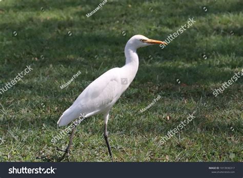 White Bird Long Neck Standing Green Stock Photo 1013936317 Shutterstock