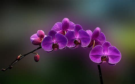 Прекрасные орхидеи на фото Цветки орхидеи Фиолетовые орхидеи Орхидея