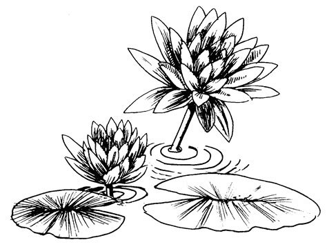Lily Pad Flower Coloring Pages - Coloring Home