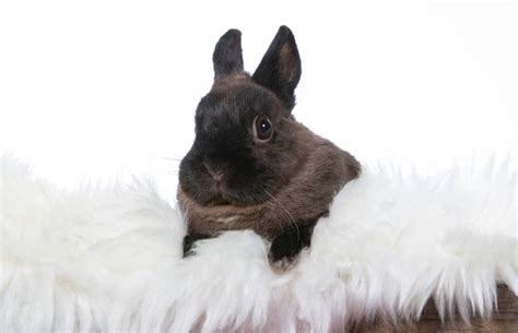 Polish Rabbit Breed Info Pictures Temperament And Traits Hepper