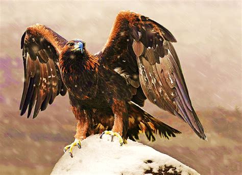 Amazing  Golden Eagle Photo By Ronald Coulter January 31th 2013