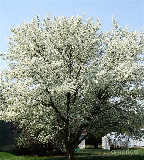 Flowering White Blossoming Tree Photograph By Marsha Heiken