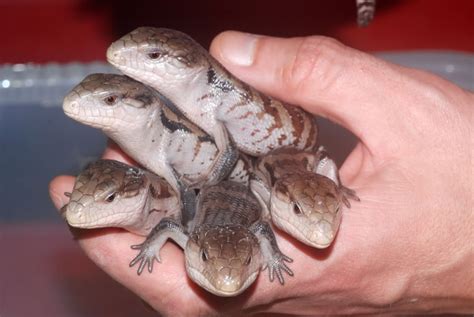 Bts = blue tongued skink. Blue Tongue Skink: Blue Tongue Skink Information