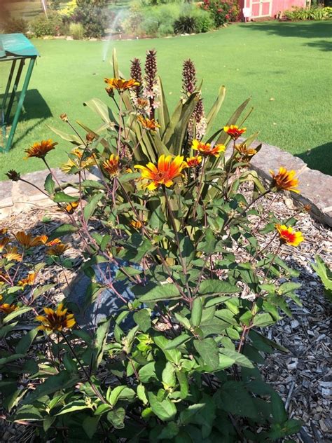Plantfiles Pictures False Sunflower Rough Heliopsis Orange Sunflower