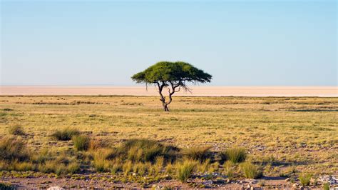 Wallpaper Trees Landscape Sea Nature Sky Field Coast Wildlife Horizon Africa