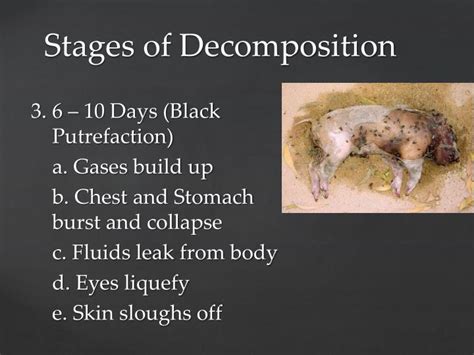 Ppt Aim Swbat Describe The Stages Of Decomposition Of A Corpse