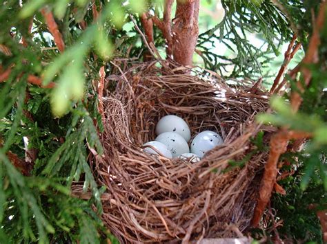 Sherris Jubilee The Beauty Of Bird Nests