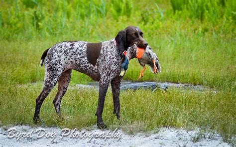 Duck Hunting Dog Breeds Dog Training Home Dog Types
