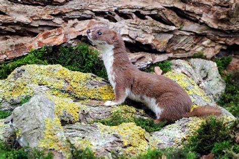 4 Signs That You Have Weasels In Your Yard And What To Do Pest Pointers