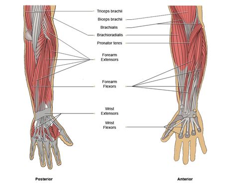 Vtct The Muscles Of The Upper Limbs