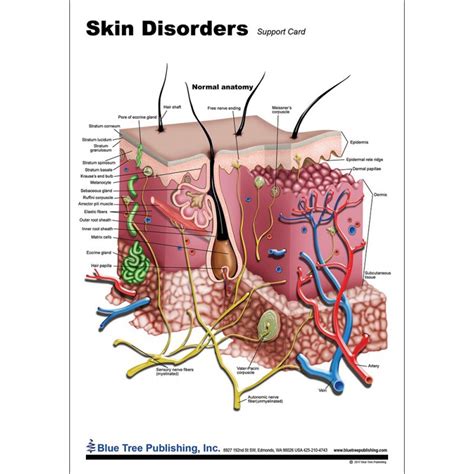 Skin And Skin Disorders Anatomical Chart