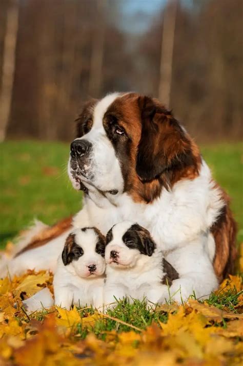 16 Amazing Facts About St Bernards You Might Not Know Pettime