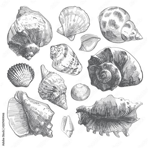 Sea Shells Sketch Set Grey Doodle Seashell Silhouettes Isolated On