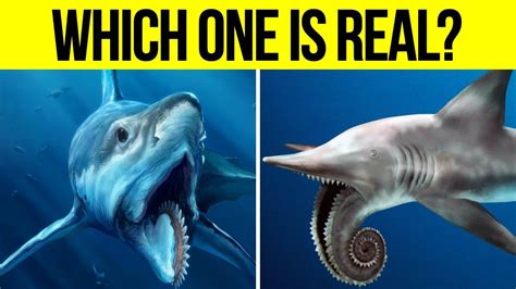 Weirdest Prehistoric Sharks That Ever Lived Youtube