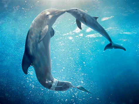 Two Grey Dolphins Underwater Hd Wallpaper Wallpaper Flare