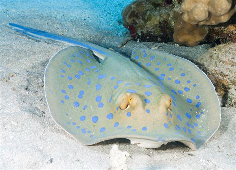 Stingray 4 839 Stingray Photos And Premium High Res Pictures Getty