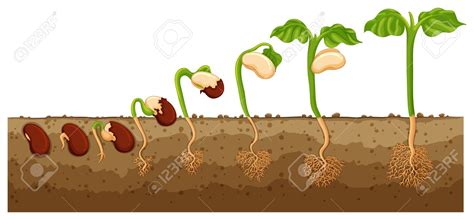 library  seed growing  tree clip art transparent library black  white png files clipart