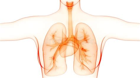 Anatomia Dei Polmoni Dell Apparato Respiratorio Degli Organi Del Corpo Umano Illustrazione Di