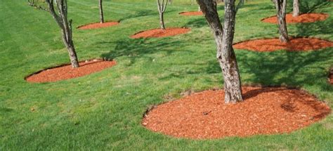 How To Make A Mulch Tree Ring