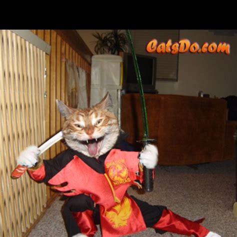 Wanted Ninja Cat Ninja Cats Cats Funny Cat Videos