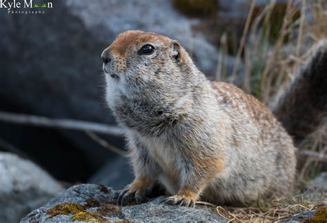 Show And Tell Best Of Alaska Wildlife — Digital Grin Photography Forum