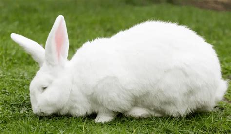 White Rabbit Breeds 7 White Pet Rabbit Breeds Hutch And Cage