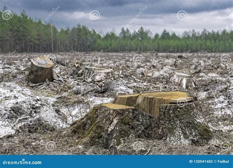 Deforestation Stump Of Tree After Cutting Forest Stock Photo Image