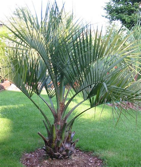 How do palm trees reproduce? Pindo Palm Care: Tips For Growing Pindo Palm Trees ...