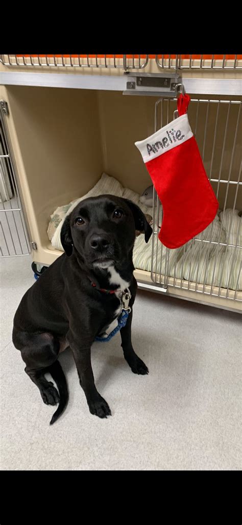 We are your neighborhood veterinarian, and we value each and every relationship with our pet patients and their parents. Heritage Veterinary Hospital - Santa Rosa, CA