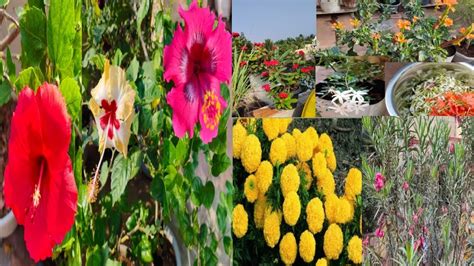 We did not find results for: All Season flower plant in tamil || சூப்பர் ஆக வளரும் சில ...