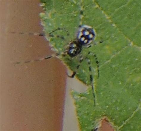 In the united states, a common black spider with white dots is a jumping spider. Black and White polka dot spider (Cobweb) - Graphomoa ...
