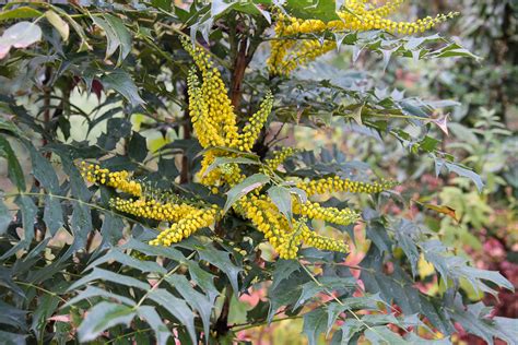 Le Mahonia Arbuste Persistant à Floraison Hivernale Jaune Plantes D